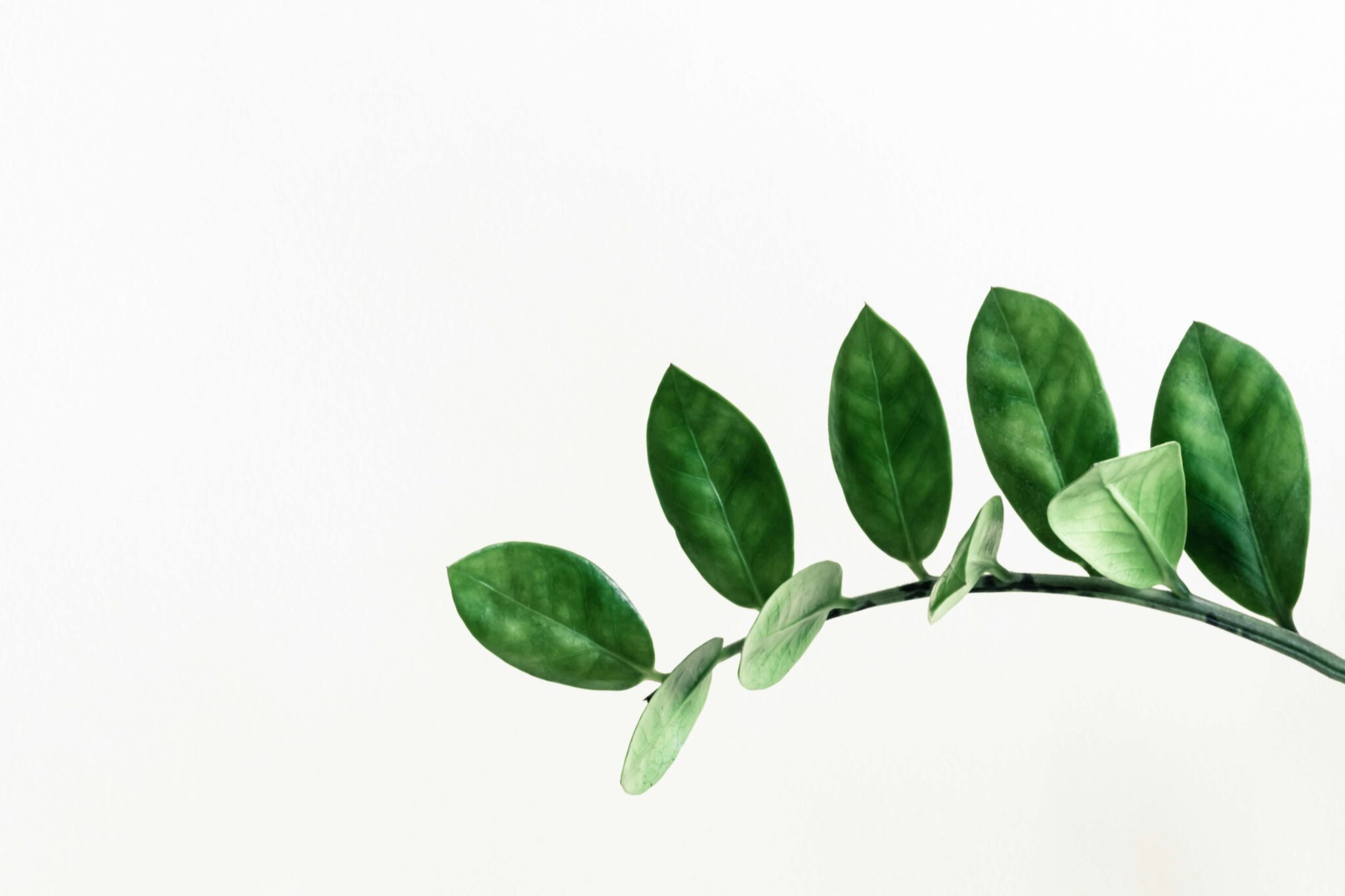 Greenwashing