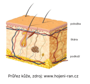 Průřez kůží