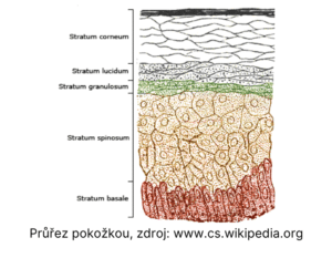 Vrstvy pokožky