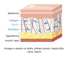 Škára